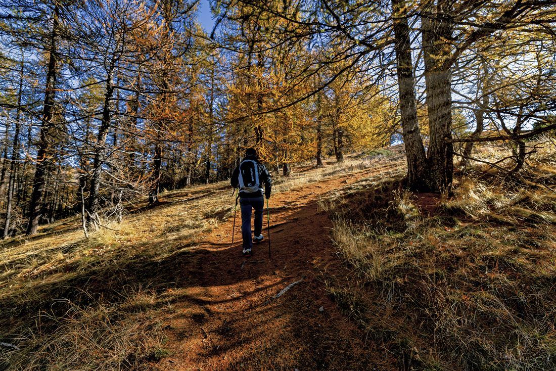 Bosco di larici lungo il percorso Ussolo – Elva