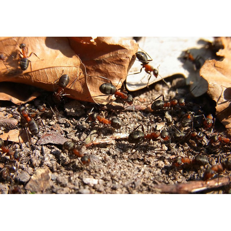 Formica Rufa