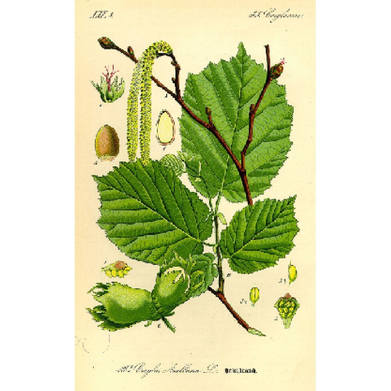 Nocciolo