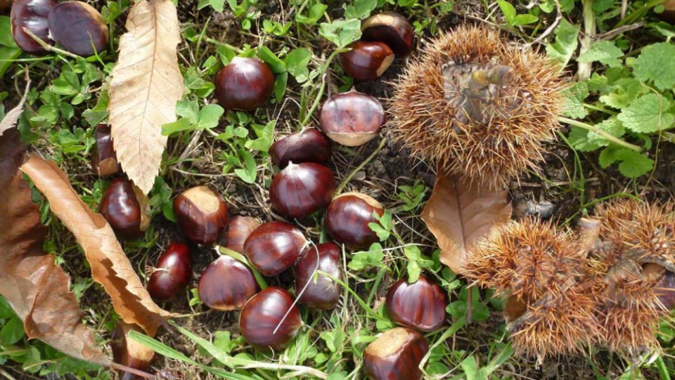 Sapori d’autunno: la sagra delle castagne a Elva